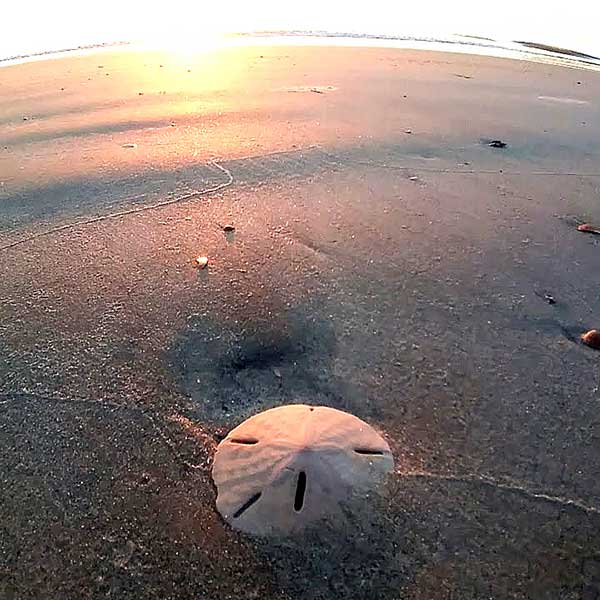 Tybee Island Sand Dollar Tybee Island Sand Dollar