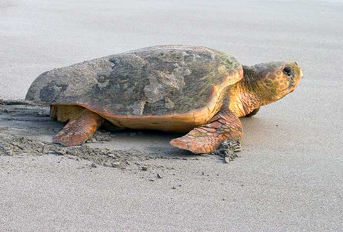 Wassaw Island Tours Wassaw Island Tours
